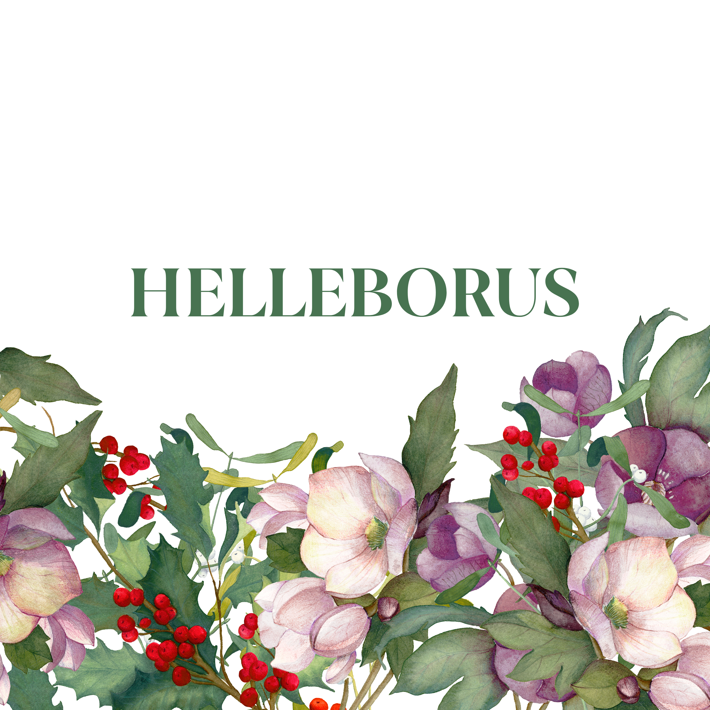 HELLEBORUS