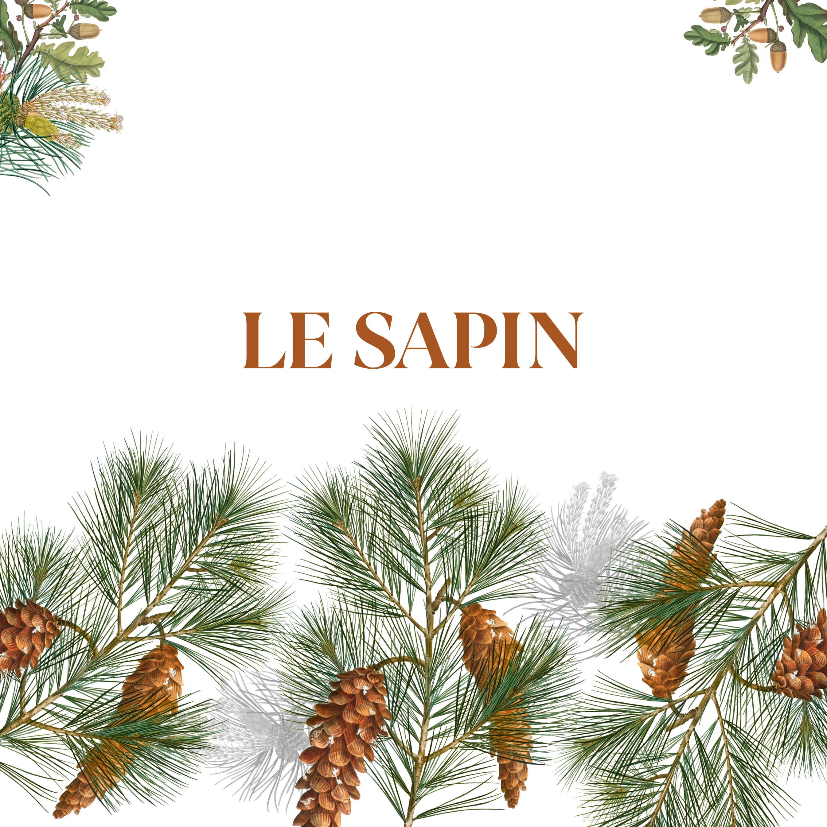 LE SAPIN