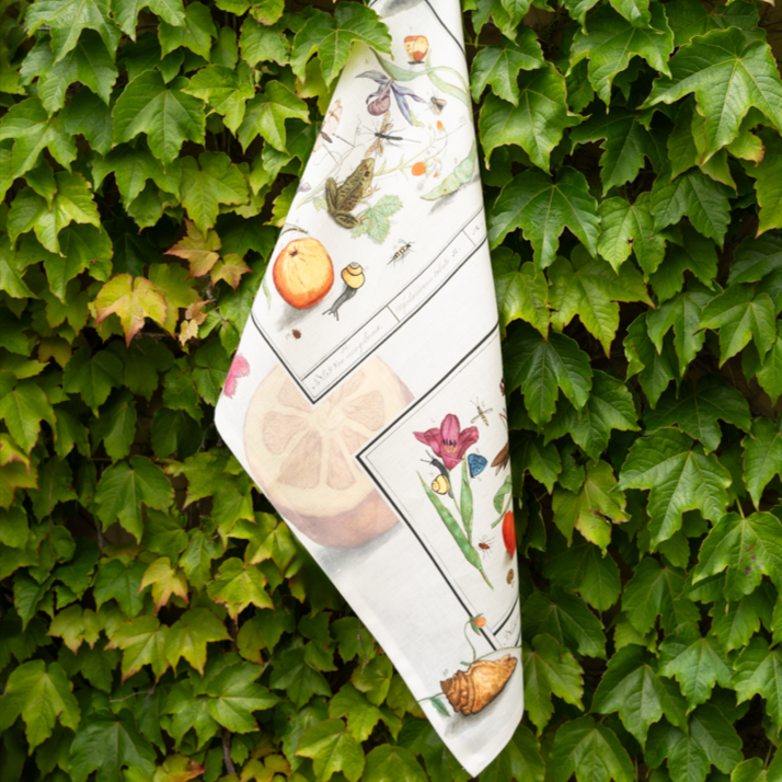 Kitchen Towels «Anselmus», 100% Made in Italy