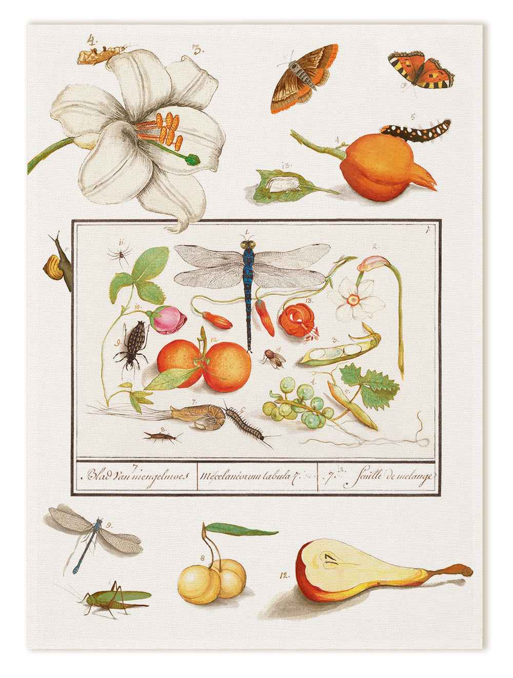 Kitchen Towels «Anselmus», 100% Made in Italy