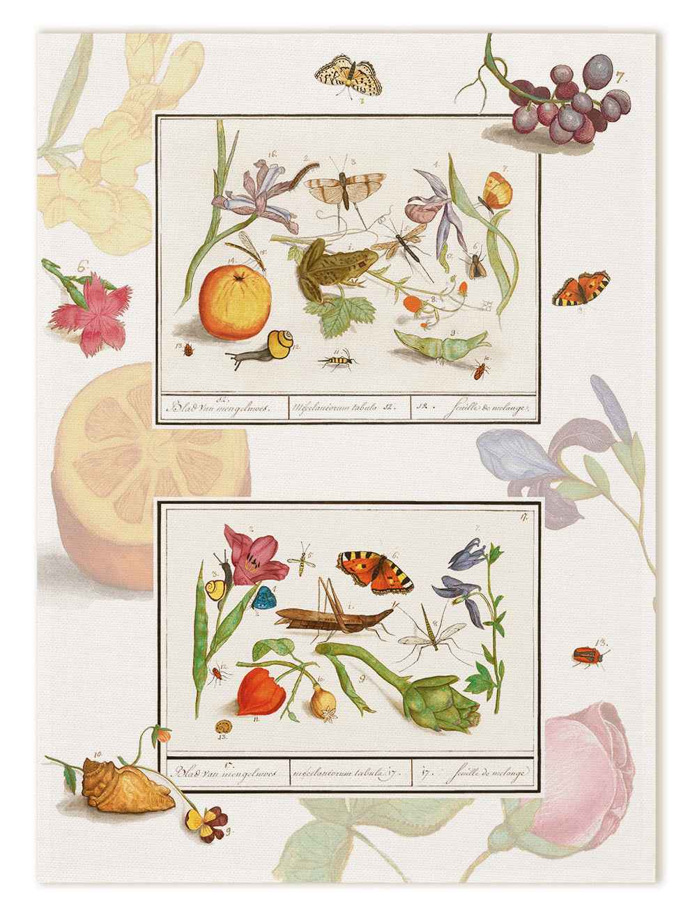 Kitchen Towels «Anselmus», 100% Made in Italy