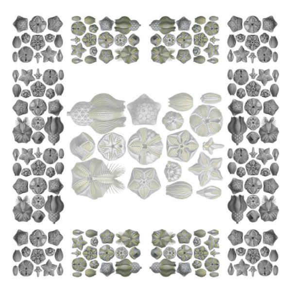 Linen Tablecloths Blastoidea 100% Made in Italy