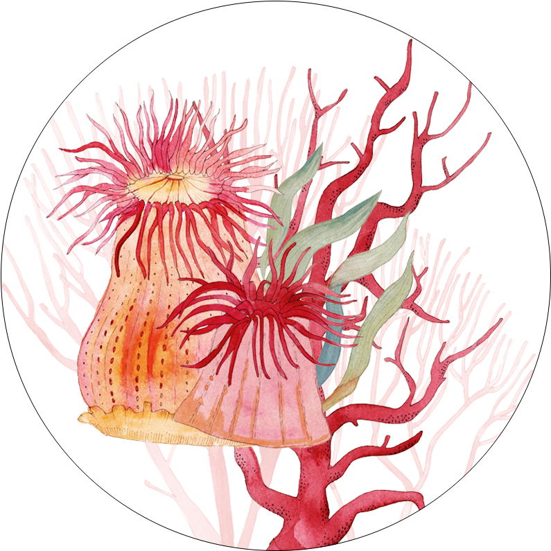 Set of 2 coasters  «Corals» wood and cork - 100% Made in Italy - The Napking