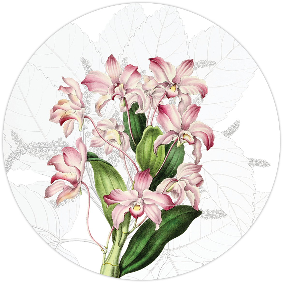 Set of 2 coasters Dafne wood cork The Napking