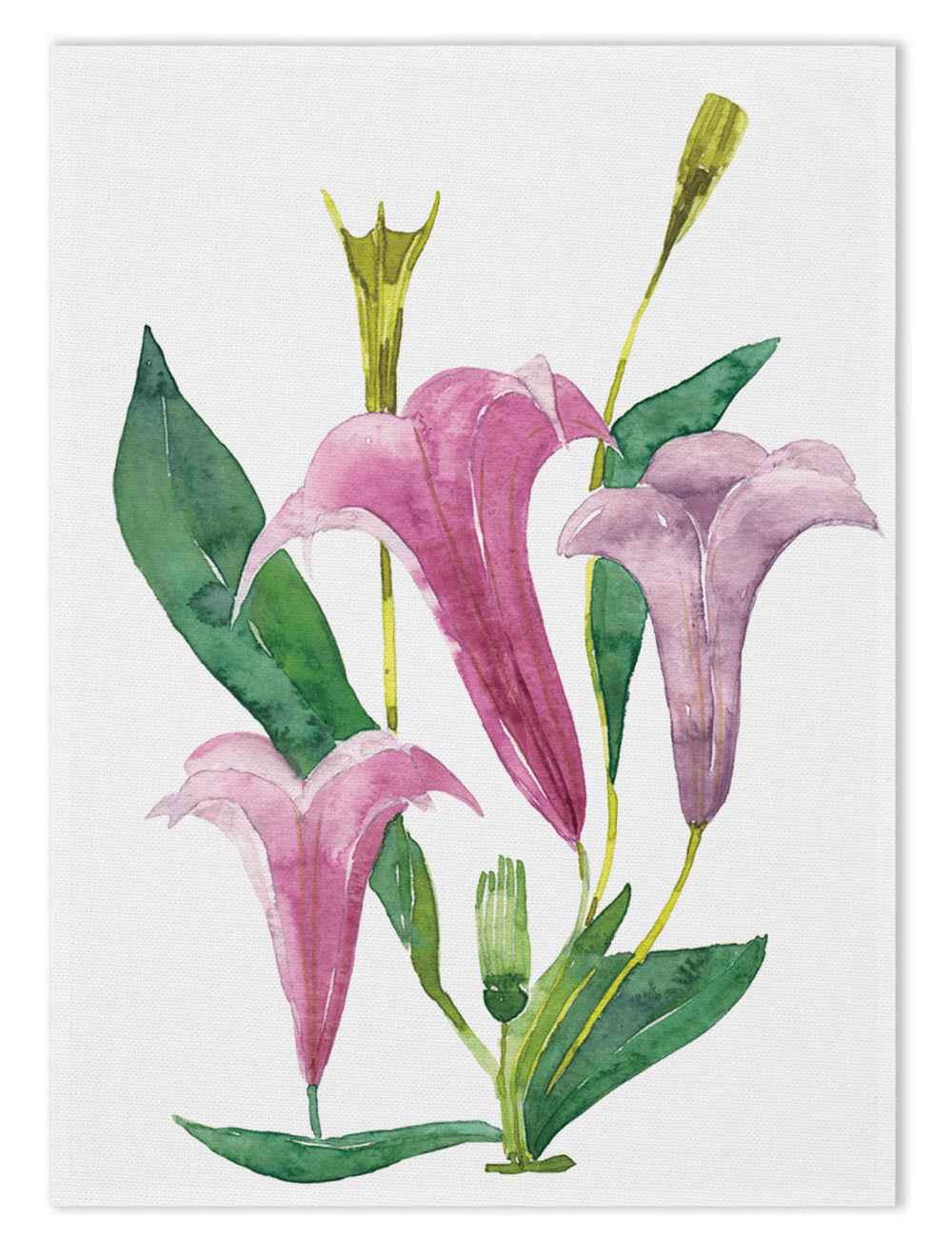 Kitchen Towels «Datura», 100% Made in Italy