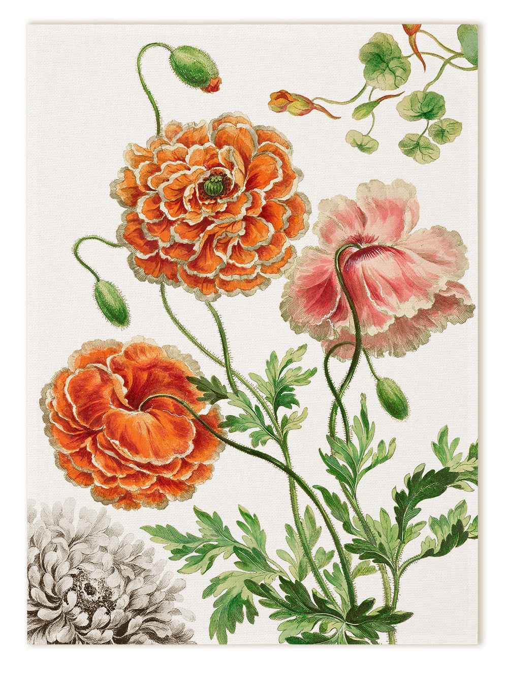 Kitchen Towels «Edward», 100% Made in Italy