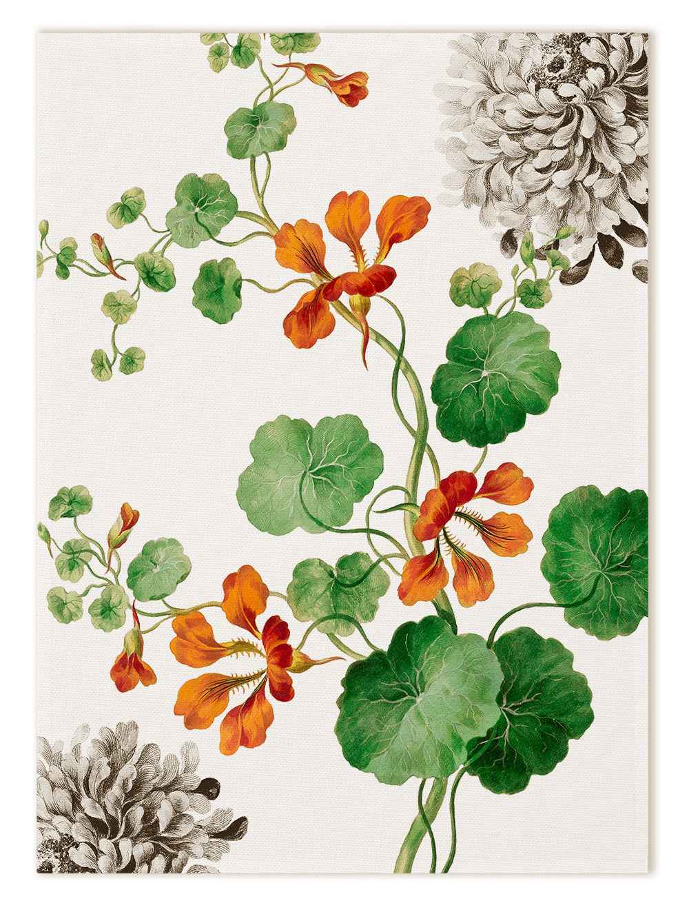 Kitchen Towels «Edward», 100% Made in Italy