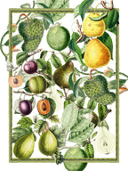 Asciugamani da cucina Exotica, misto lino