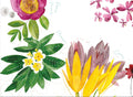 Nappe en lin haut de gamme Flora Rosa
