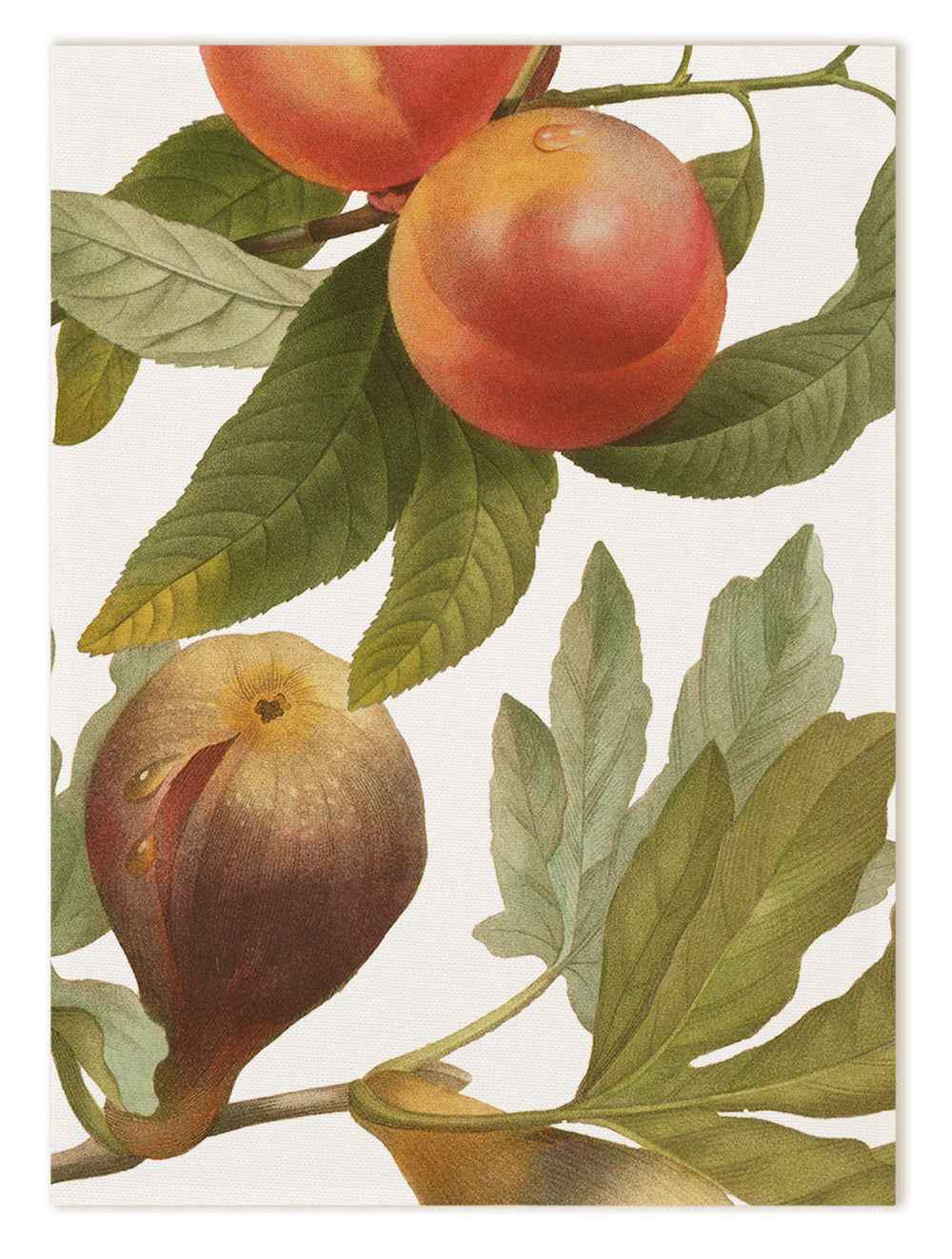 Kitchen Towels «Fruit Love», 100% Made in Italy