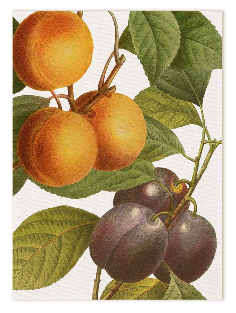 Strofinacci da Cucina «Fruit Love», 100% Made in Italy