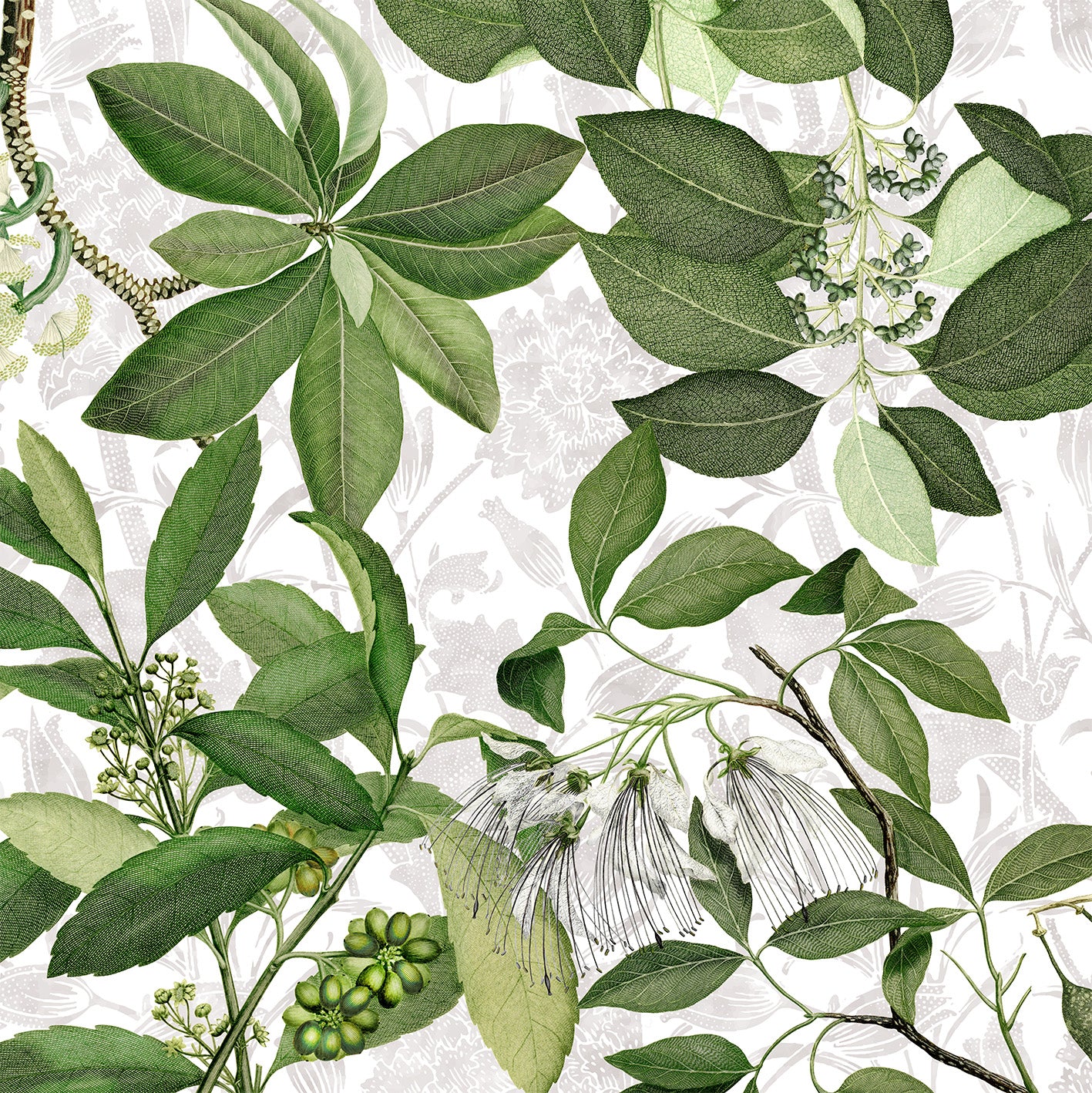 Hedycarya White