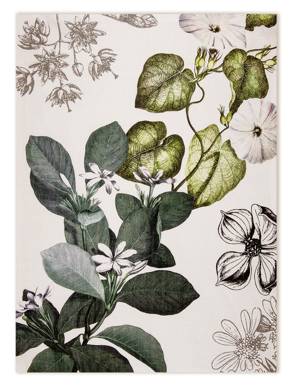 Kitchen Towels «Knighthia», 100% Made in Italy