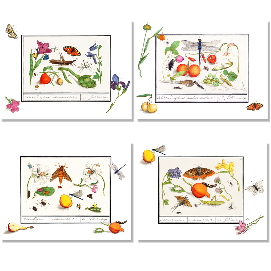 Set of 4 Placemats «Anselmus» 100% Made in Italy