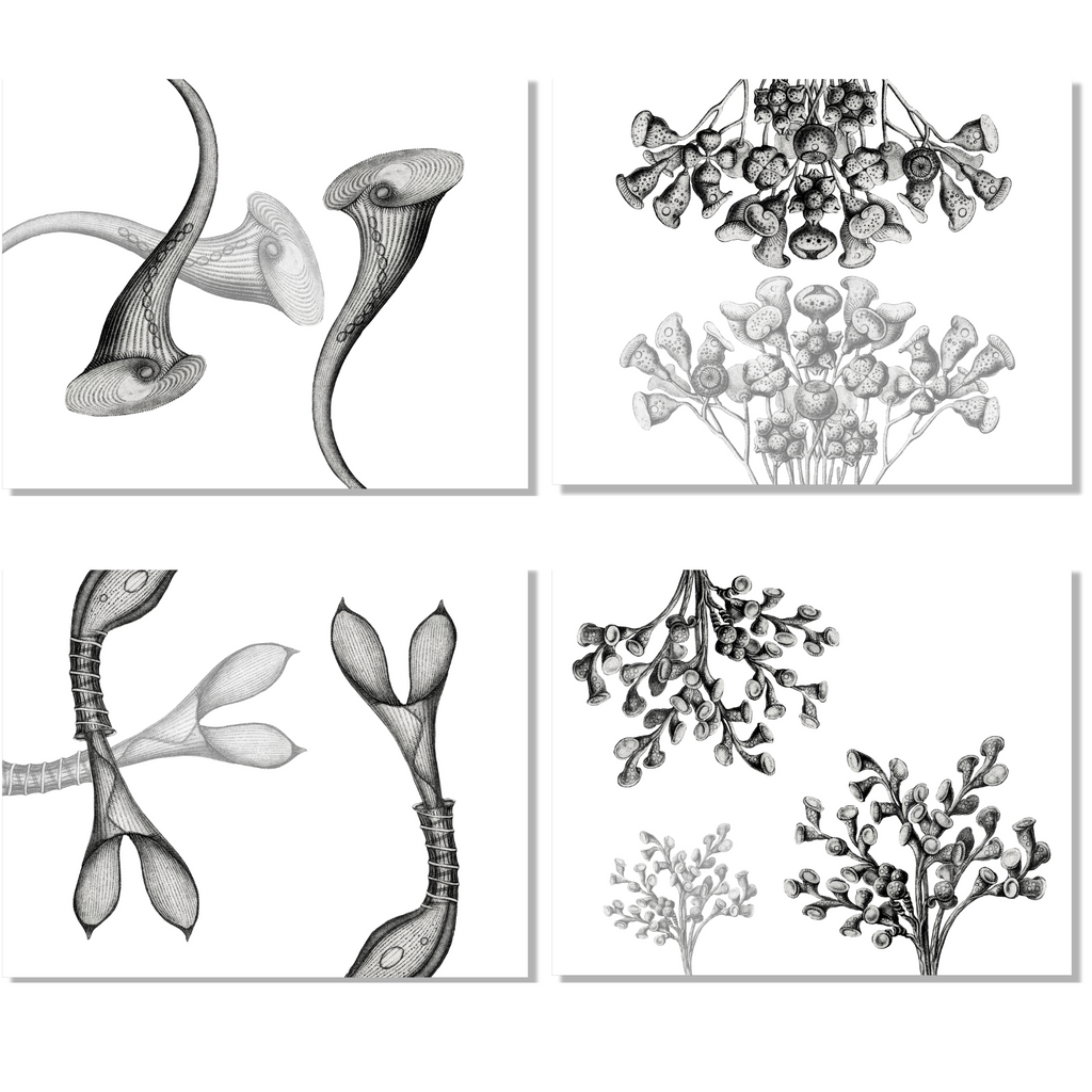 Set of 4 Placemats «Stentor» Linen 100% Made in Italy