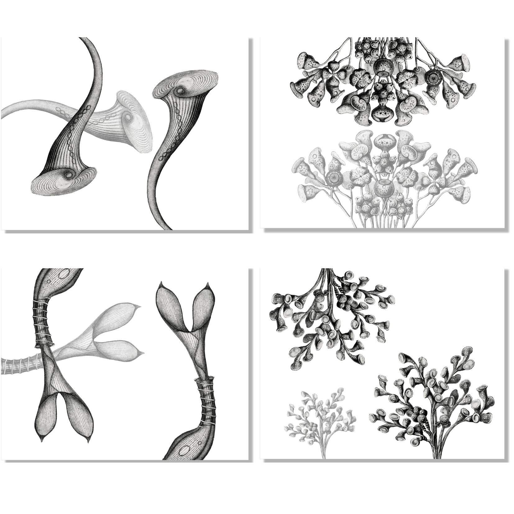 Set of 4 Placemats «Stentor» Linen 100% Made in Italy