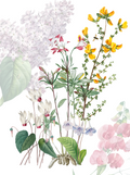 Kitchen Towels Spring, 100% Made in Italy
