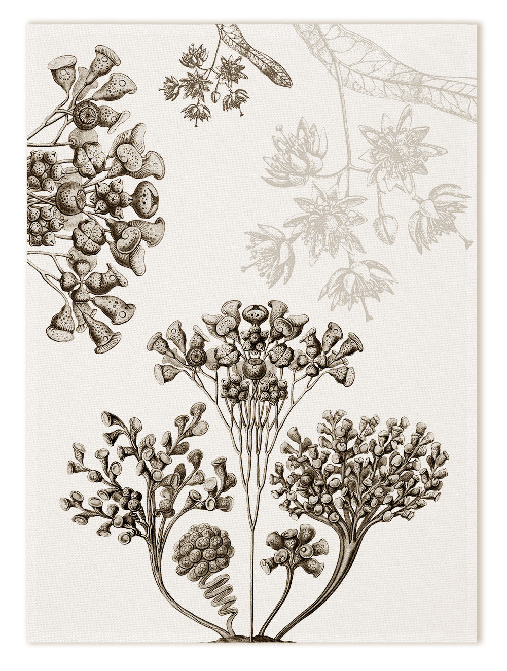 Kitchen Towels «Stentor», 100% Made in Italy