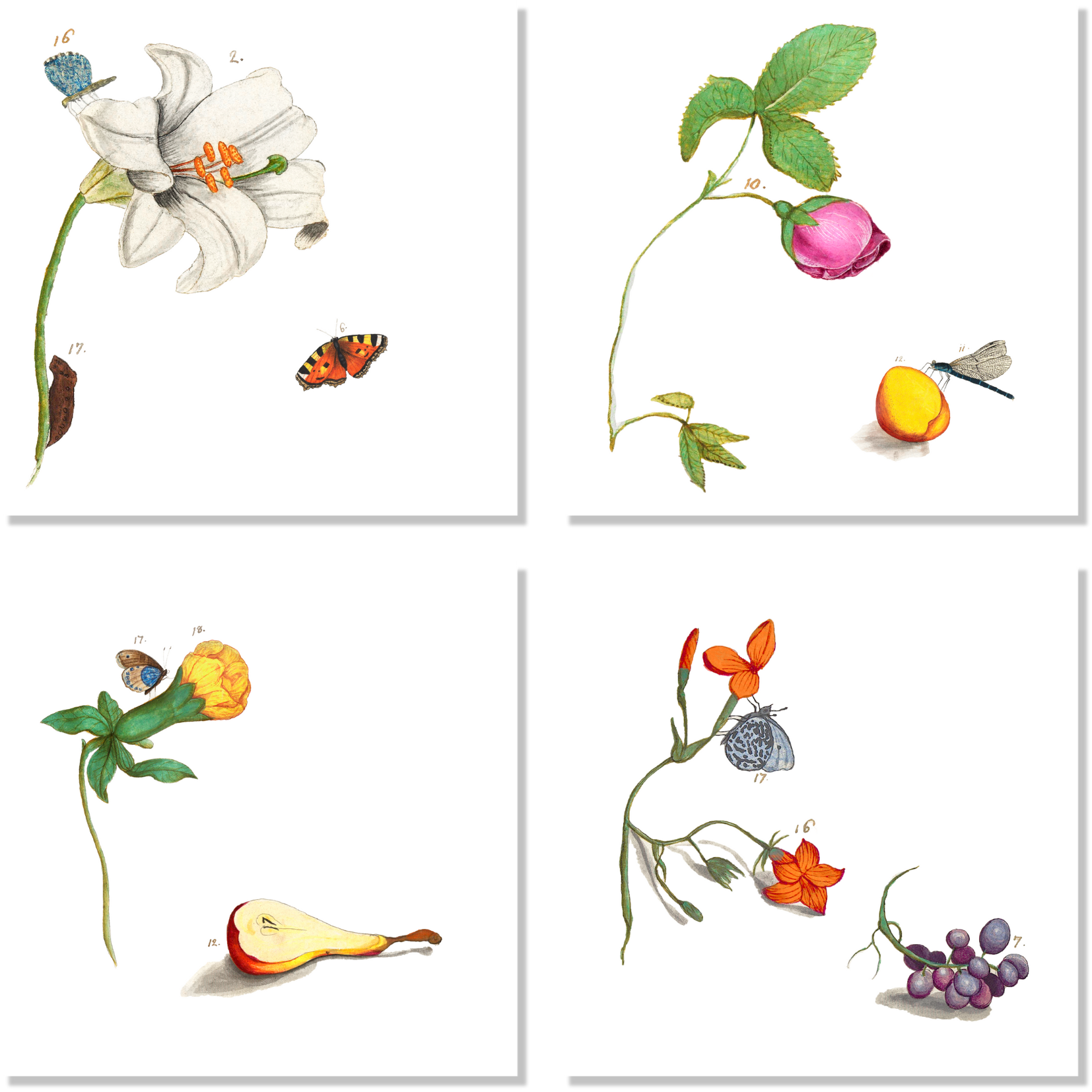 Set Of 4 Napkins «Anselmus» 100% Made in Italy