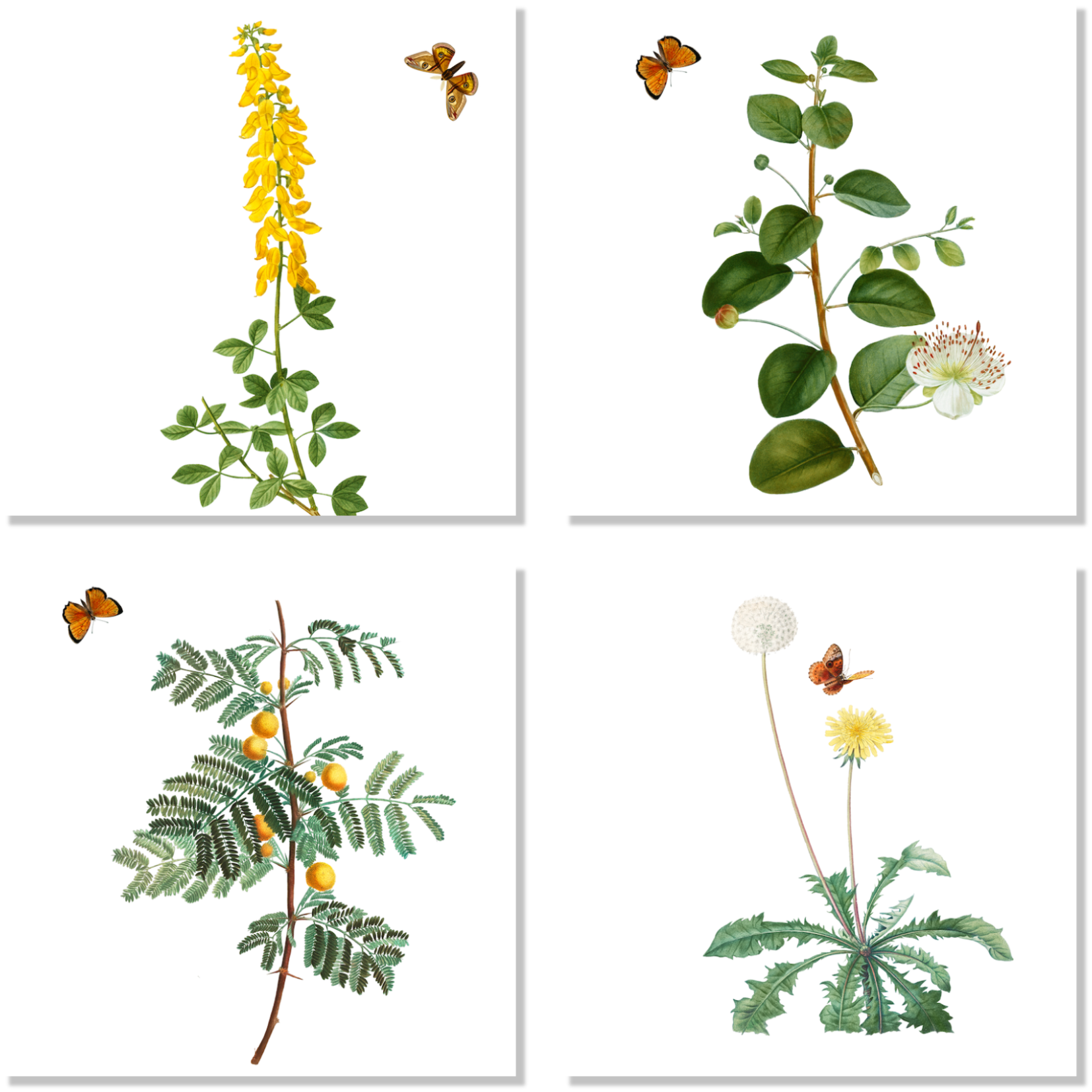 Set Of 4 Napkins «Montedoro» 100% Made in Italy